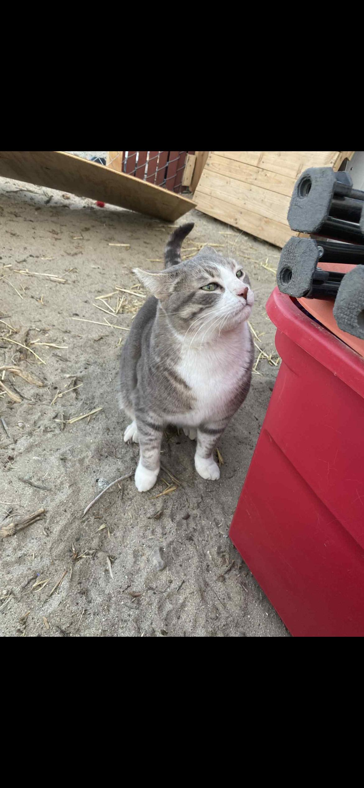 Rosie, Adoptable, Adult Male Domestic Short Hair.