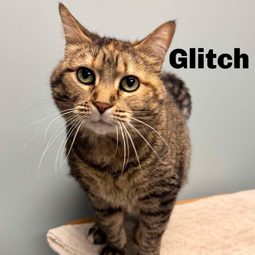 Enlarge Glitch 240696, a Adoptable Domestic Short Hair in Escanaba, MI image 1/3