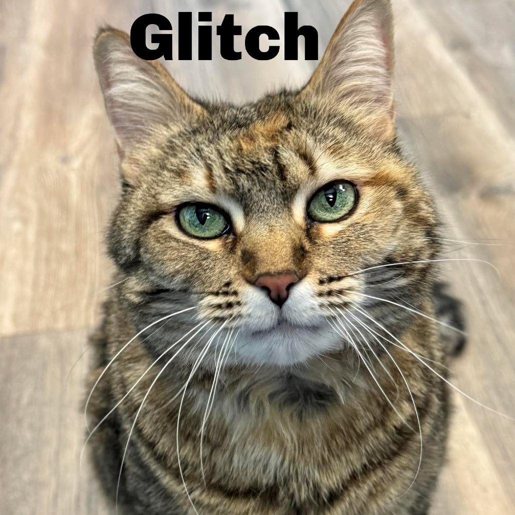 Enlarge Glitch 240696, a Adoptable Domestic Short Hair in Escanaba, MI image 2/3