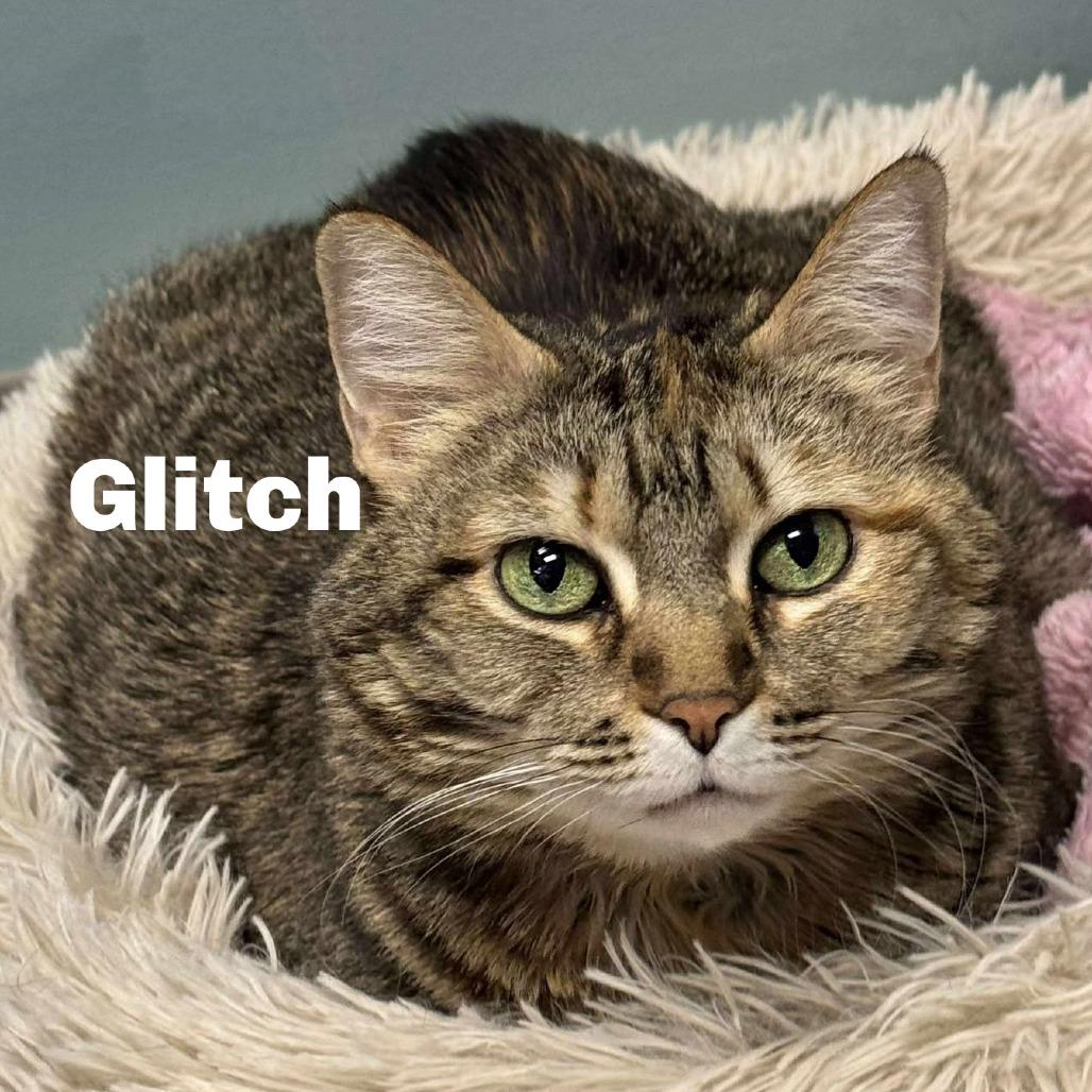Enlarge Glitch 240696, a Adoptable Domestic Short Hair in Escanaba, MI image 3/3