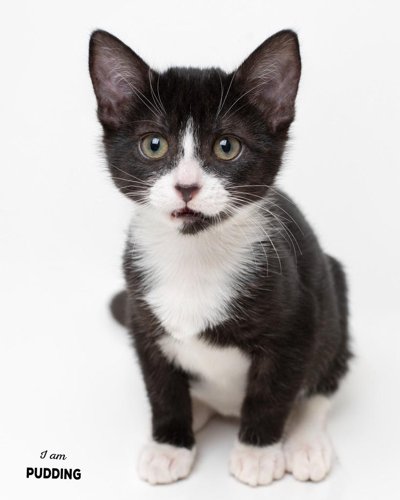 Pudding, Adoptable, Kitten Female Domestic Short Hair.
