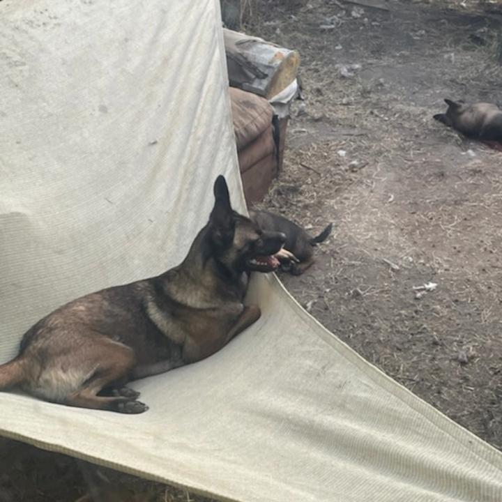 Coco, a Adoptable mixed breed in Redlands, CA image 2/4