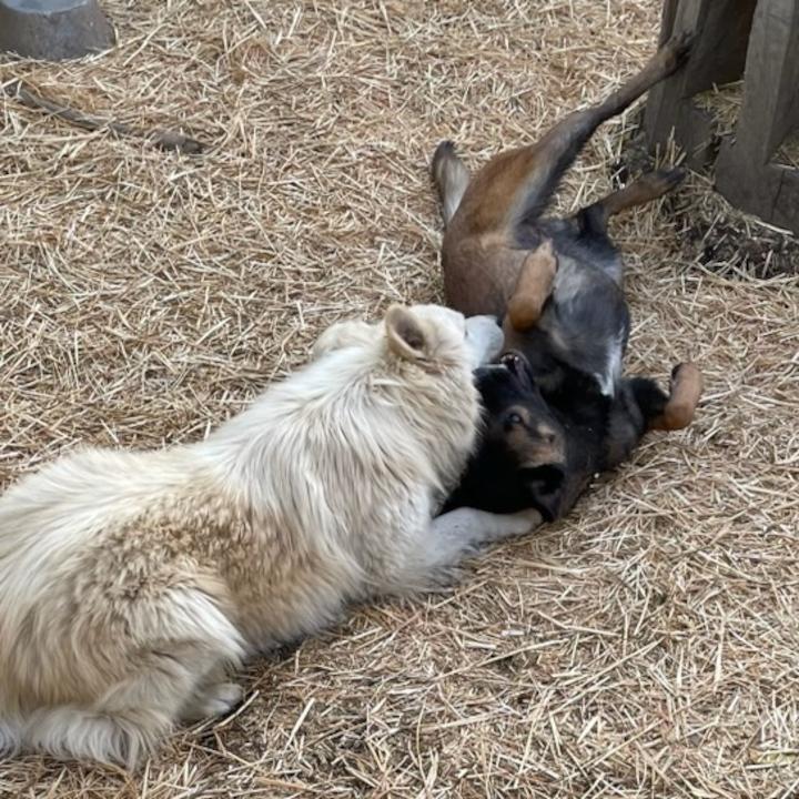 Coco, a Adoptable mixed breed in Redlands, CA image 3/4