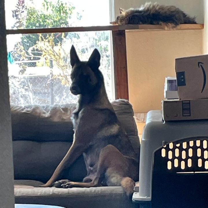 Coco, a Adoptable mixed breed in Redlands, CA image 4/4