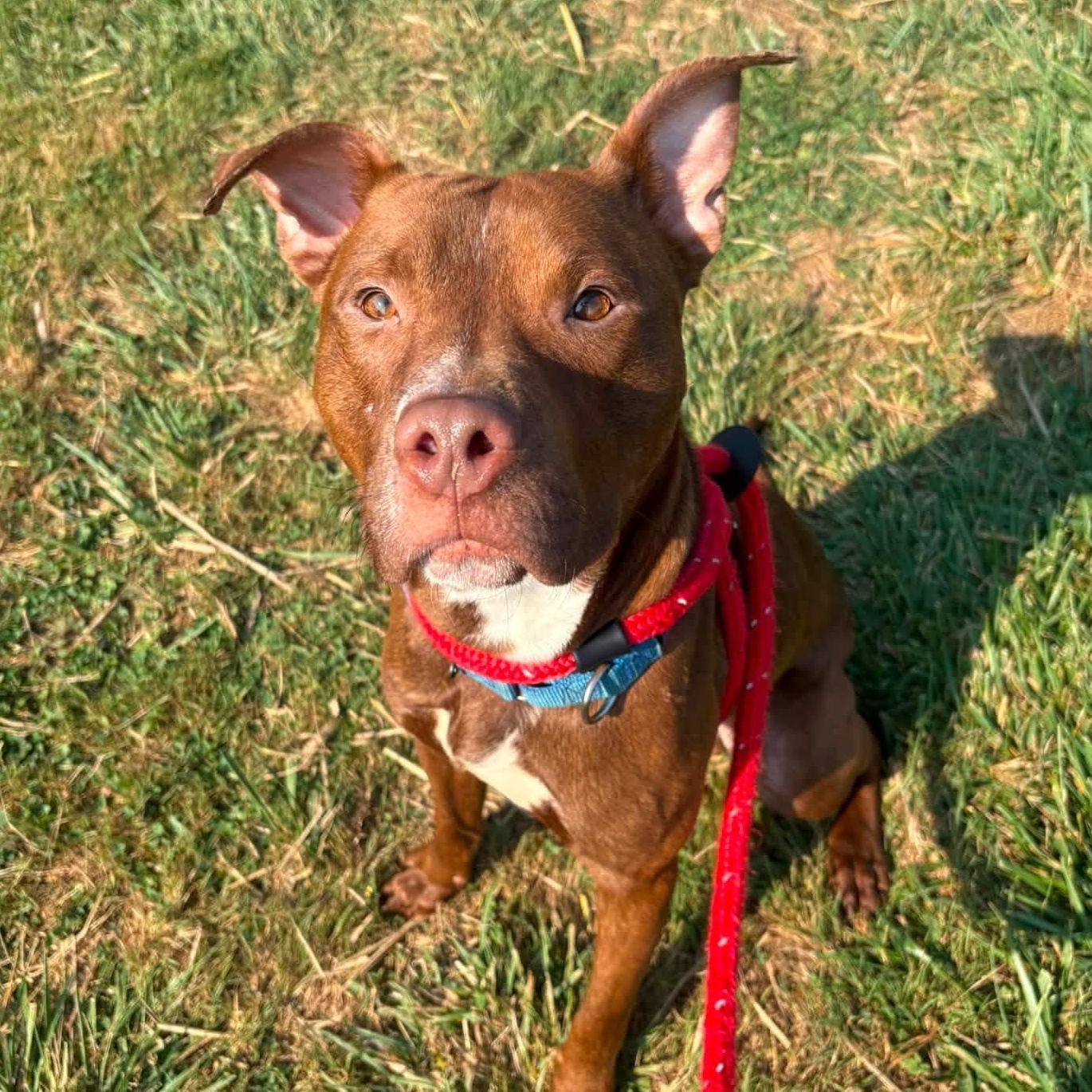 Tex, a ADOPTABLE Terrier in North Syracuse, NY image 1/2