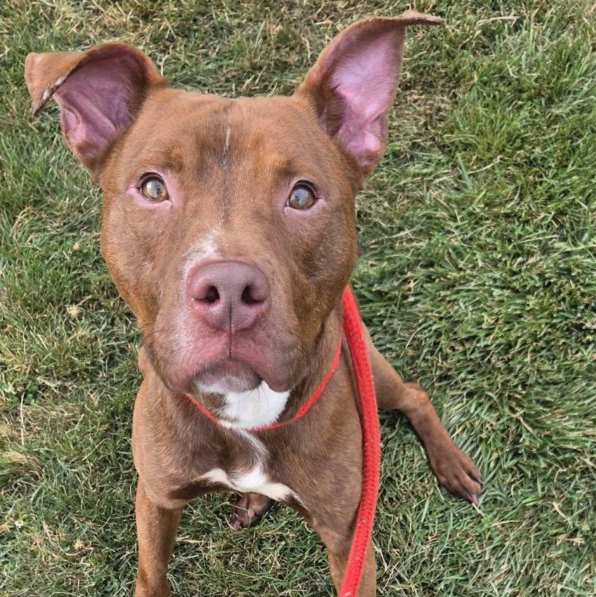 Tex, a ADOPTABLE Terrier in North Syracuse, NY image 2/2