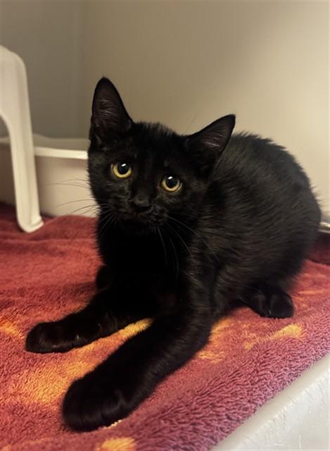 Enlarge DUBLIN MUDSLIDE, a Adoptable Domestic Short Hair in Statesville, NC image 1/1