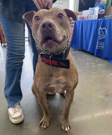 Good Boy, a ADOPTABLE Pit Bull Terrier in Naperville, IL image 6/6
