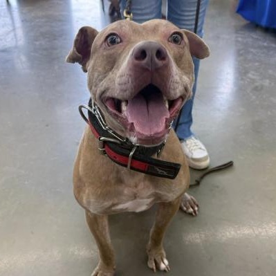 Good Boy, a ADOPTABLE Pit Bull Terrier in Naperville, IL image 3/6