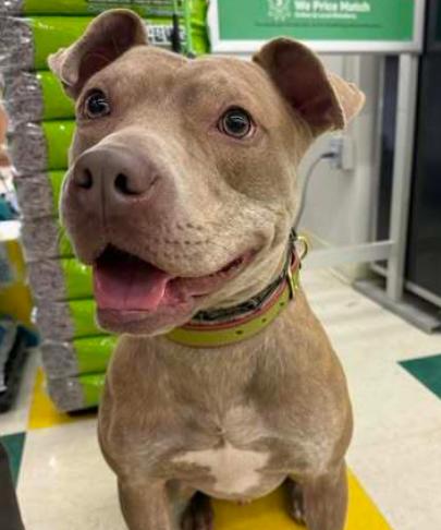 Good Boy, a ADOPTABLE Pit Bull Terrier in Naperville, IL image 4/6