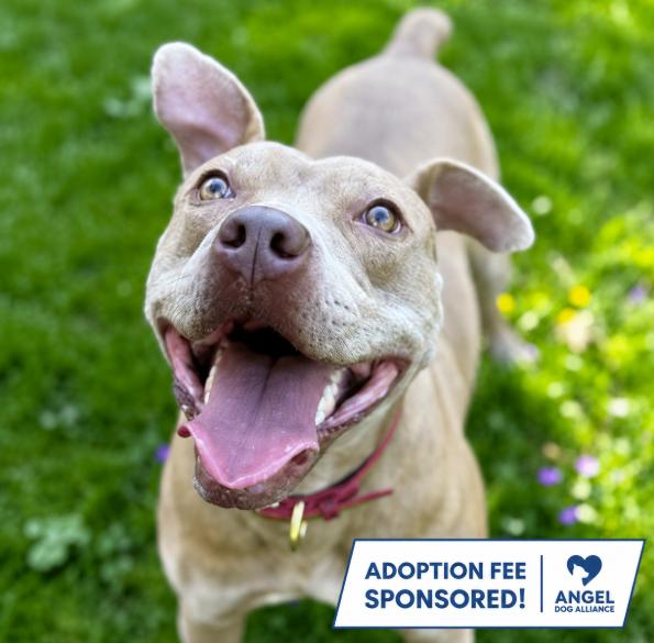 Good Boy, ADOPTABLE, Young Male Pit Bull Terrier.