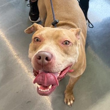 Good Boy, a ADOPTABLE Pit Bull Terrier in Naperville, IL image 5/6