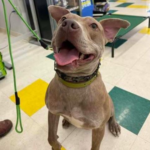 Good Boy, a ADOPTABLE Pit Bull Terrier in Naperville, IL image 2/6