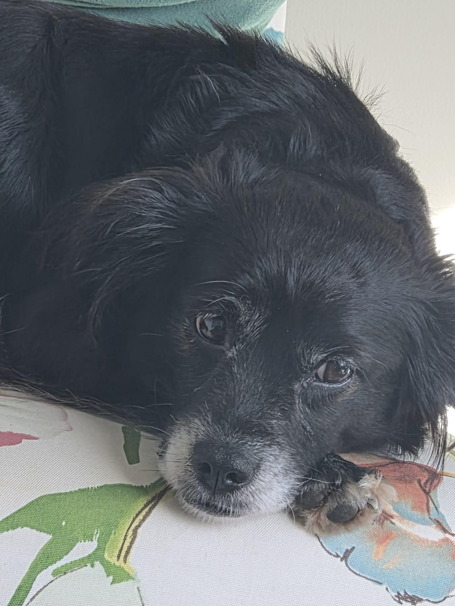 Rylee, adopted, Senior Female Spaniel.