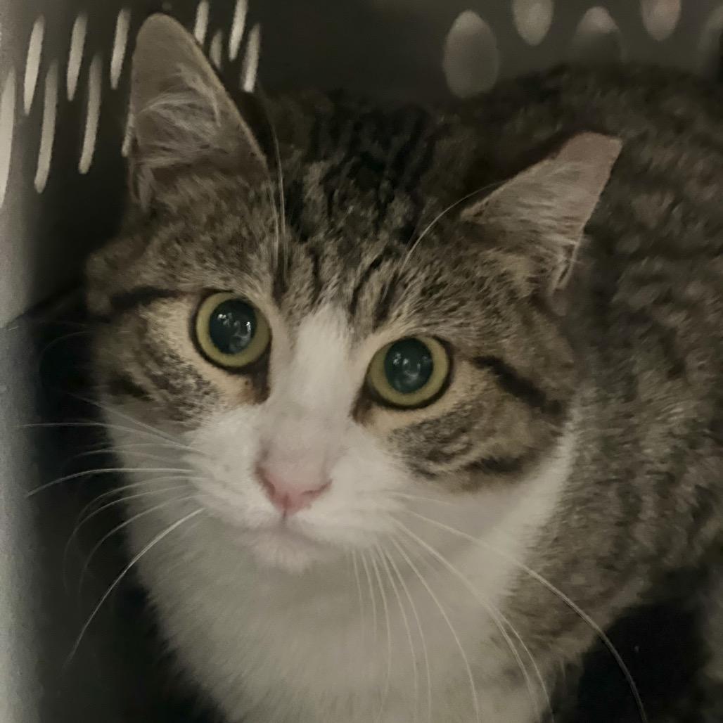 Enlarge Alexa, a Adoptable Domestic Short Hair in Salt Lake City, UT image 1/3