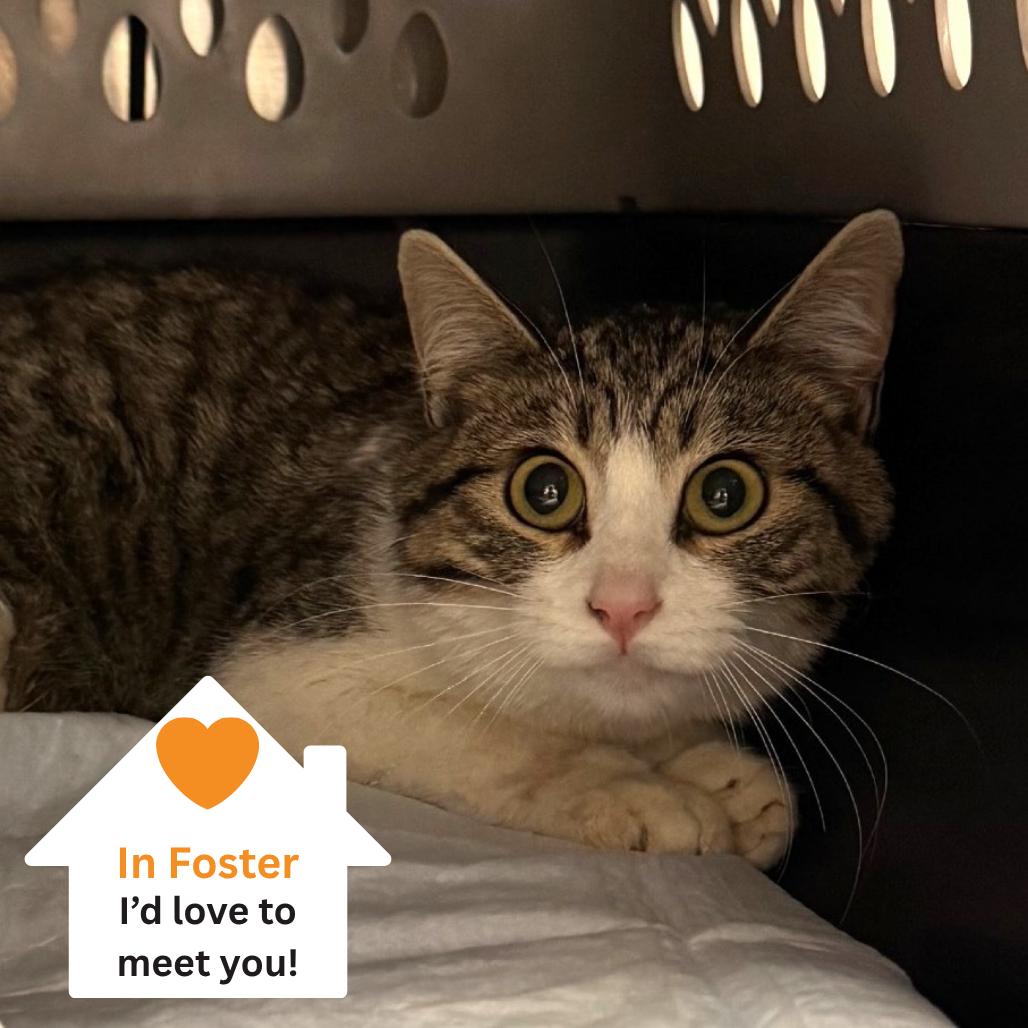 Enlarge Alexa, a Adoptable Domestic Short Hair in Salt Lake City, UT image 2/3