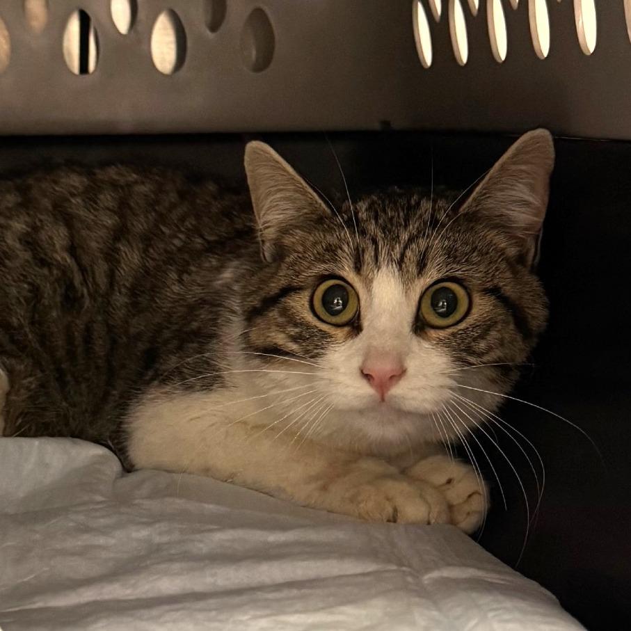 Enlarge Alexa, a Adoptable Domestic Short Hair in Salt Lake City, UT image 3/3