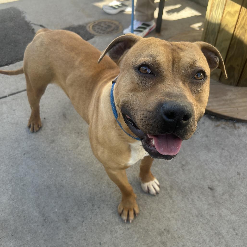 Hess, Adoptable, Adult Male Pit Bull Terrier.
