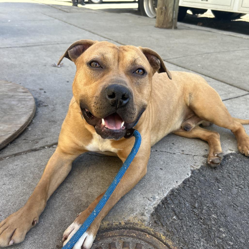 Hess, a Adoptable Pit Bull Terrier in Newark, NJ image 2/6