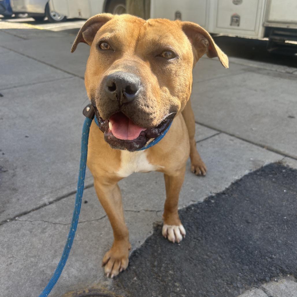 Hess, a Adoptable Pit Bull Terrier in Newark, NJ image 4/6