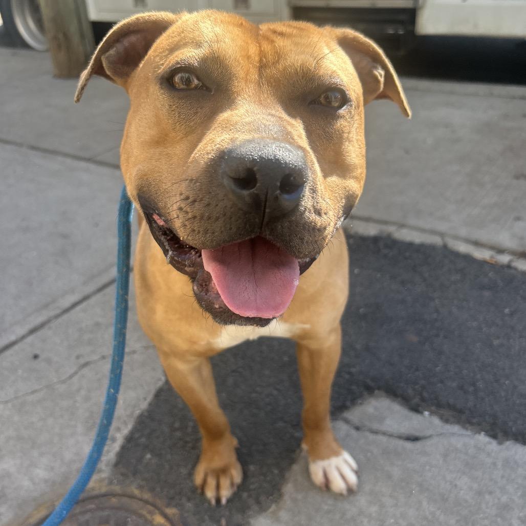 Hess, a Adoptable Pit Bull Terrier in Newark, NJ image 5/6