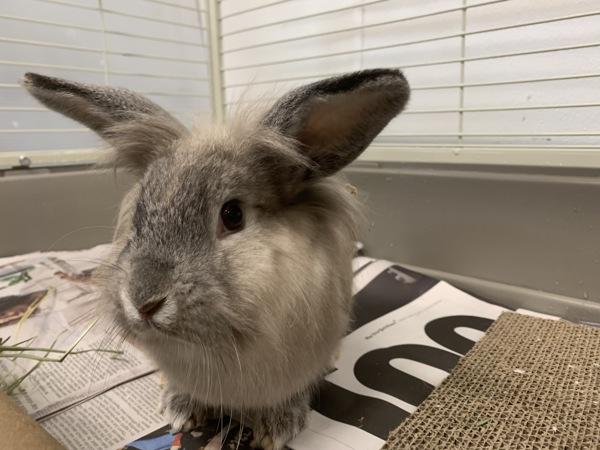 Enlarge Selma, a Adoptable mixed breed in Oakland, NJ image 1/5