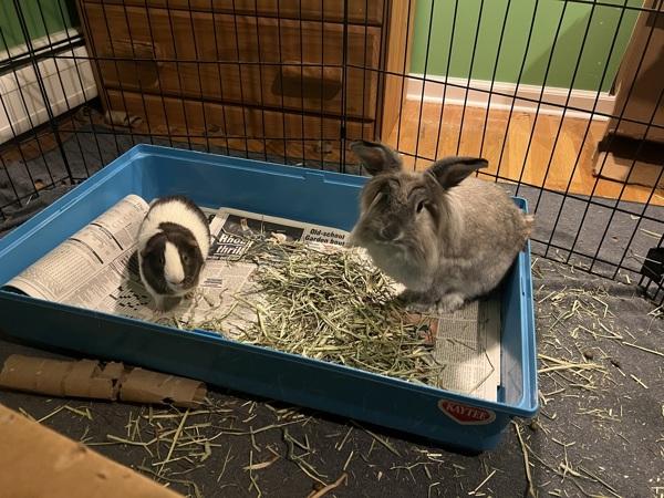 Selma, Adoptable, Adult Female Netherland Dwarf & Fox.