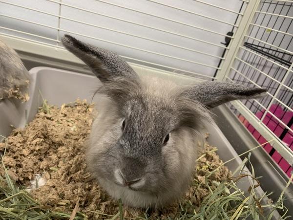 Selma, a Adoptable mixed breed in Oakland, NJ image 2/5