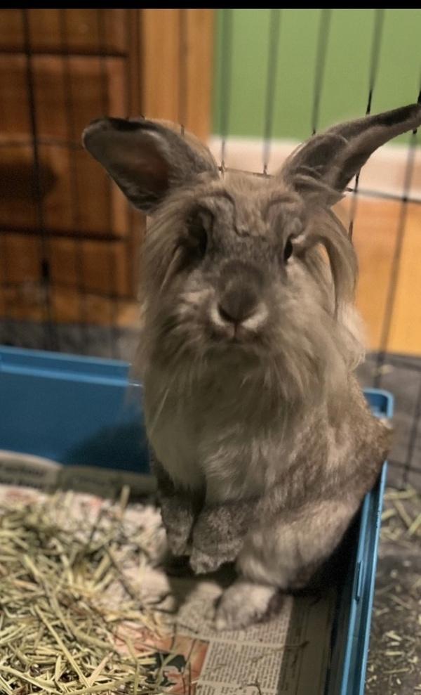 Selma, a Adoptable mixed breed in Oakland, NJ image 5/5