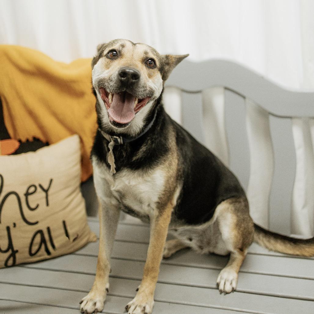 Barbara Gordon, Adoptable, Adult Female Mixed Breed & German Shepherd Dog.
