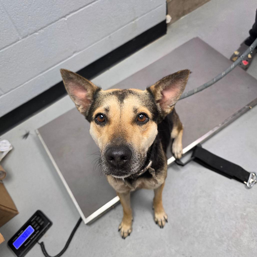 Barbara Gordon, a Adoptable mixed breed in Duncan, OK image 6/6