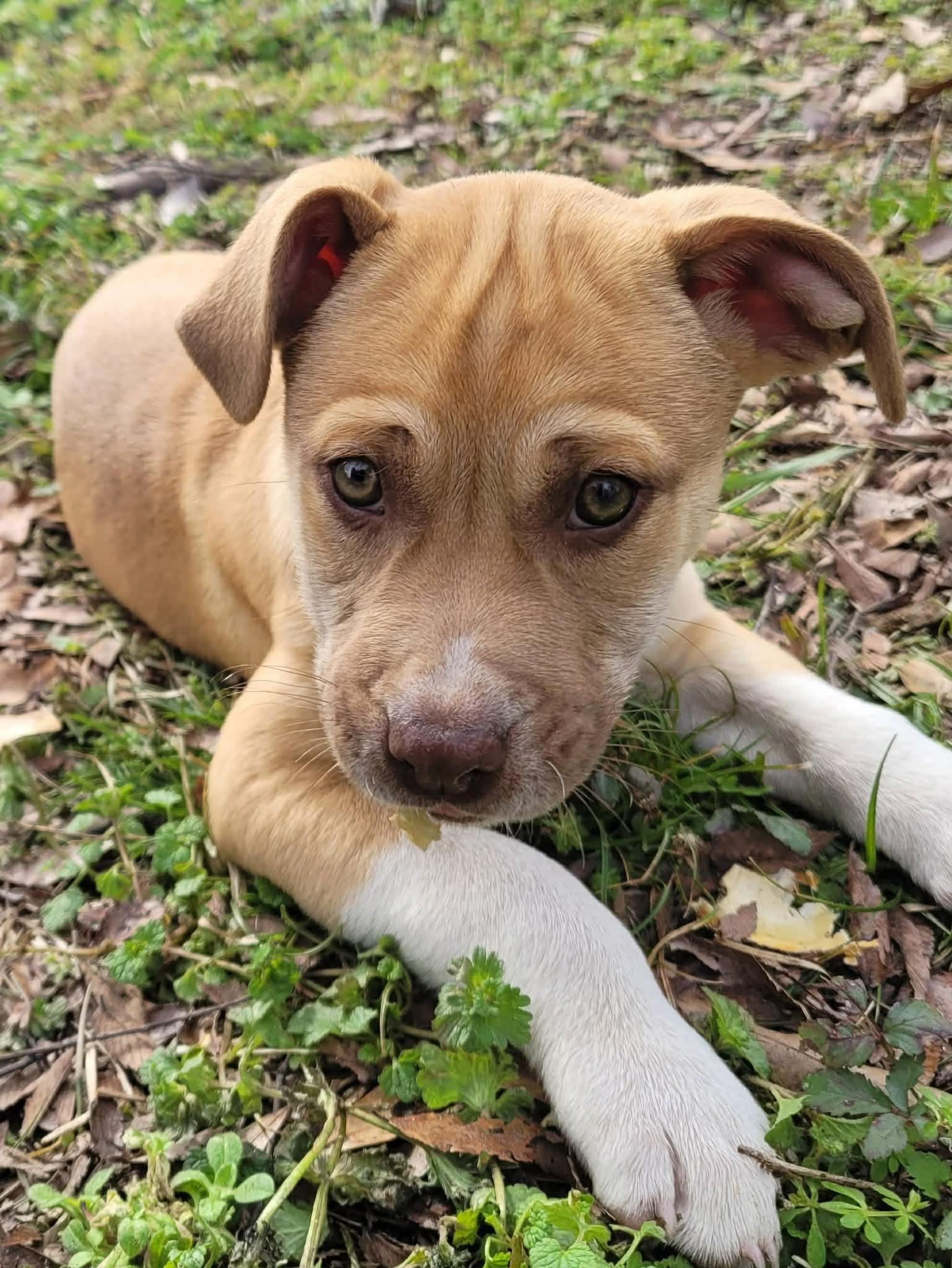Carmella, adopted, Puppy Male Pit Bull Terrier & Mixed Breed.