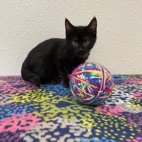 Enlarge Canary, a Adoptable Domestic Short Hair in Red Wing, MN image 2/2