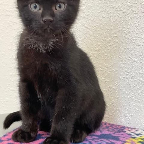 Canary, Adoptable, Kitten Female Domestic Short Hair.