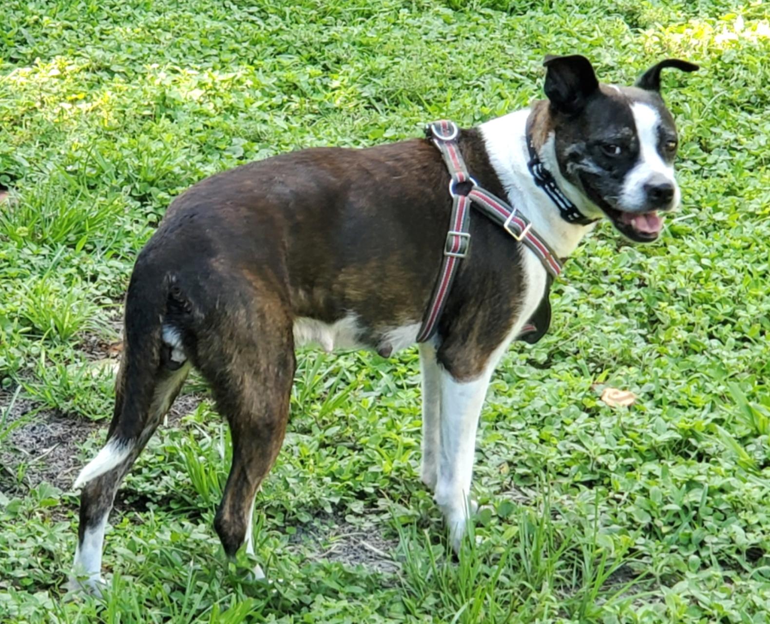 Annabelle, a Adoptable mixed breed in Orange Park, FL image 1/3