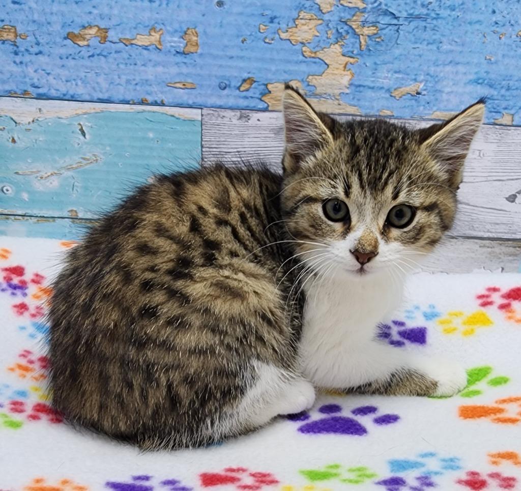 Casserole Carl thumbnail 2