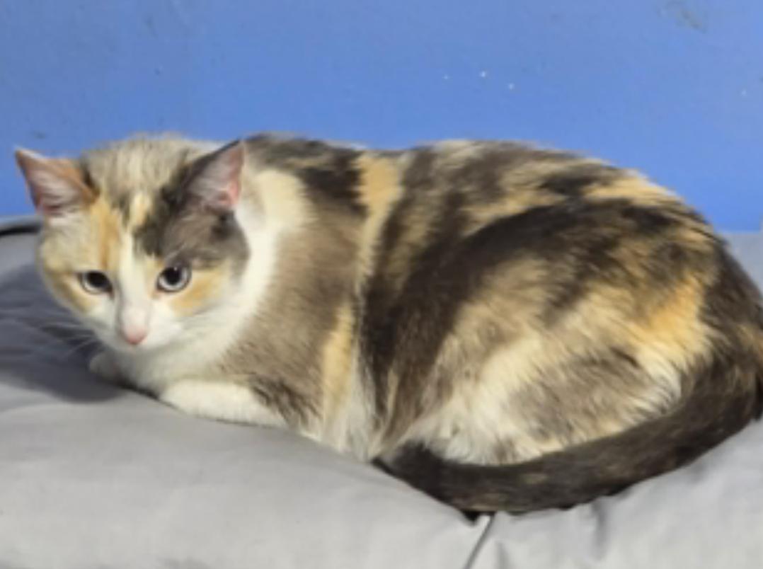 Sophie Hatcher, adopted, Kitten Female Snowshoe & Siamese.