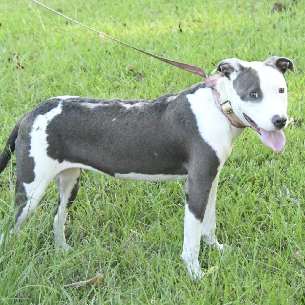 Enlarge Sweet Pea, a Adoptable mixed breed in Natchez, MS image 2/6