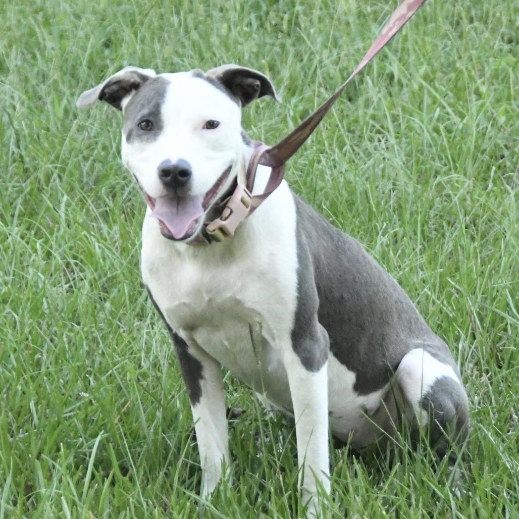 Enlarge Sweet Pea, a Adoptable mixed breed in Natchez, MS image 3/6
