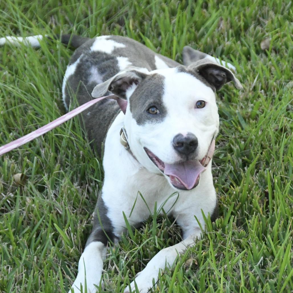 Enlarge Sweet Pea, a Adoptable mixed breed in Natchez, MS image 4/6
