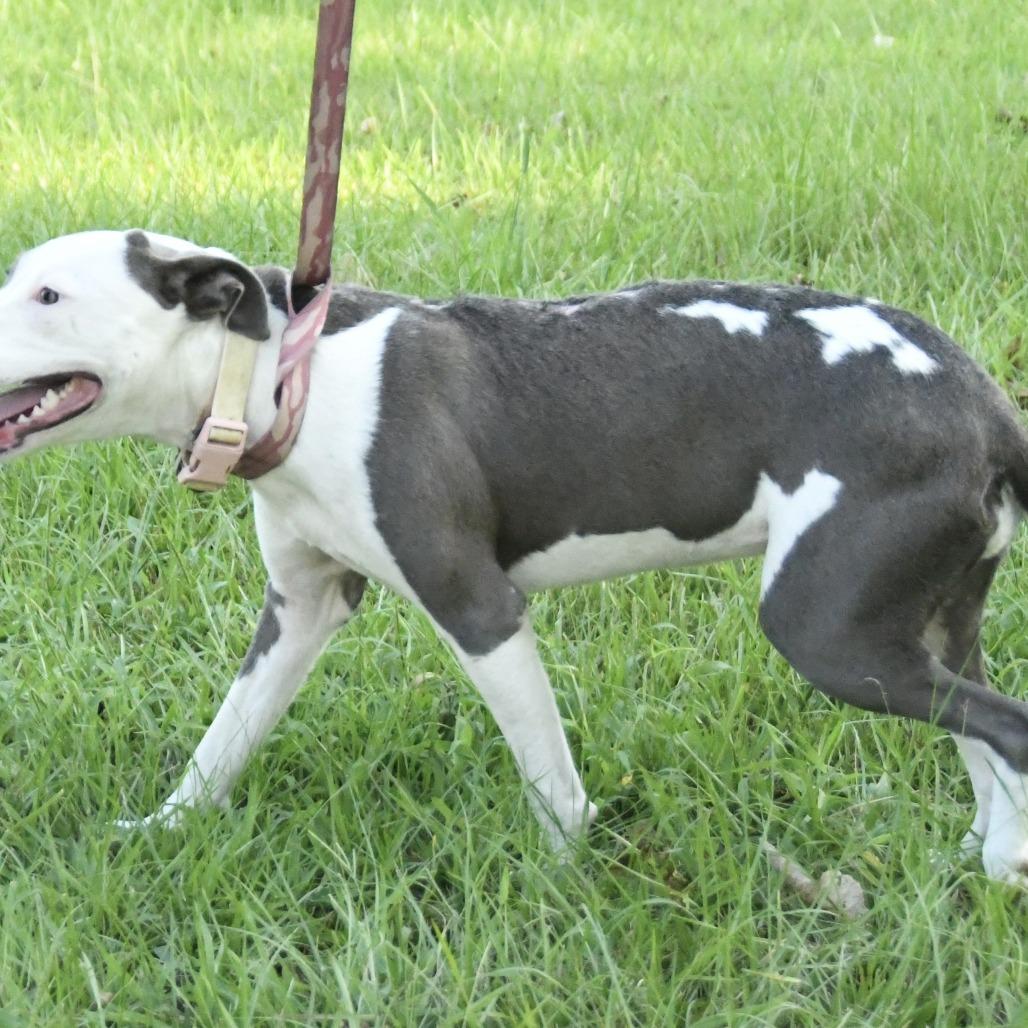 Enlarge Sweet Pea, a Adoptable mixed breed in Natchez, MS image 5/6