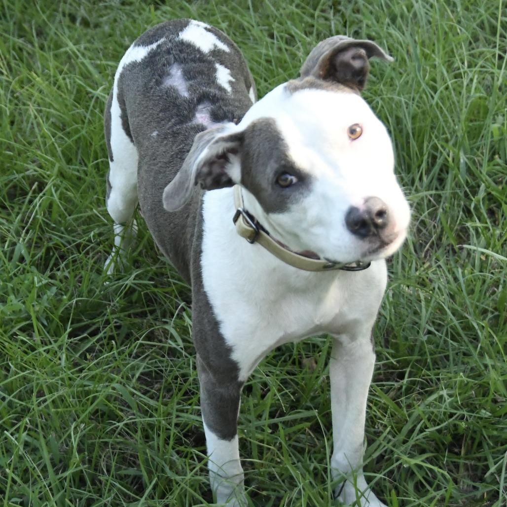 Enlarge Sweet Pea, a Adoptable mixed breed in Natchez, MS image 6/6