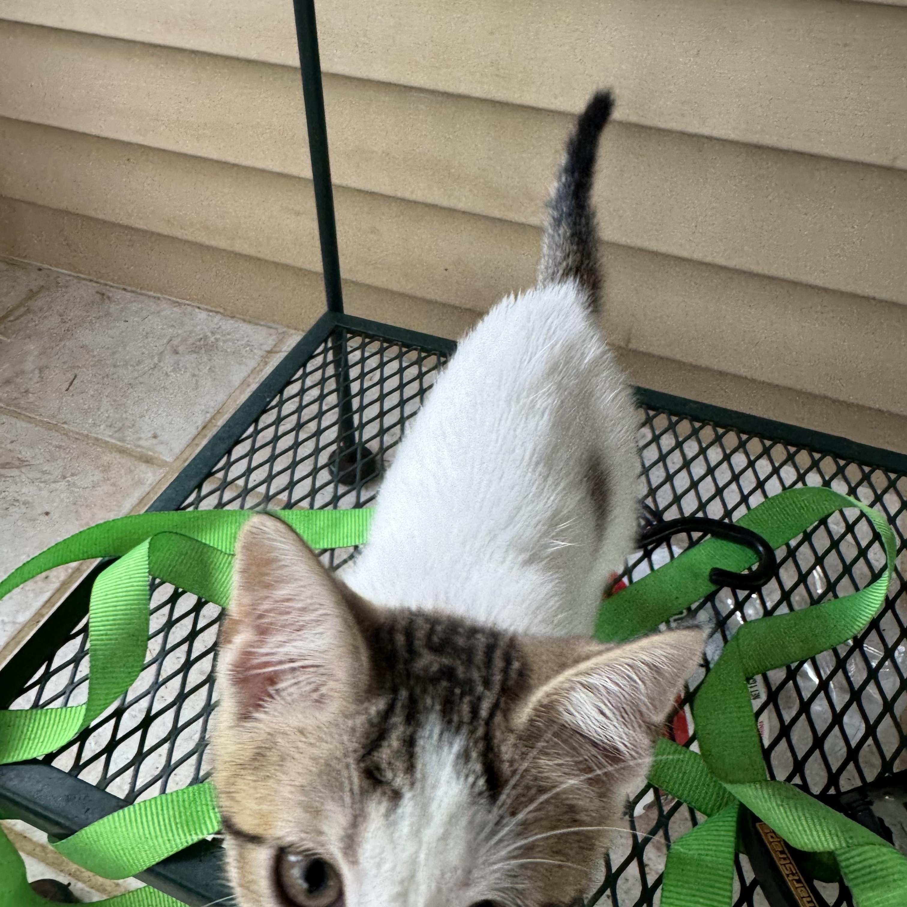 Reeses, an adopted mixed breed in Greeneville, TN image 2/4