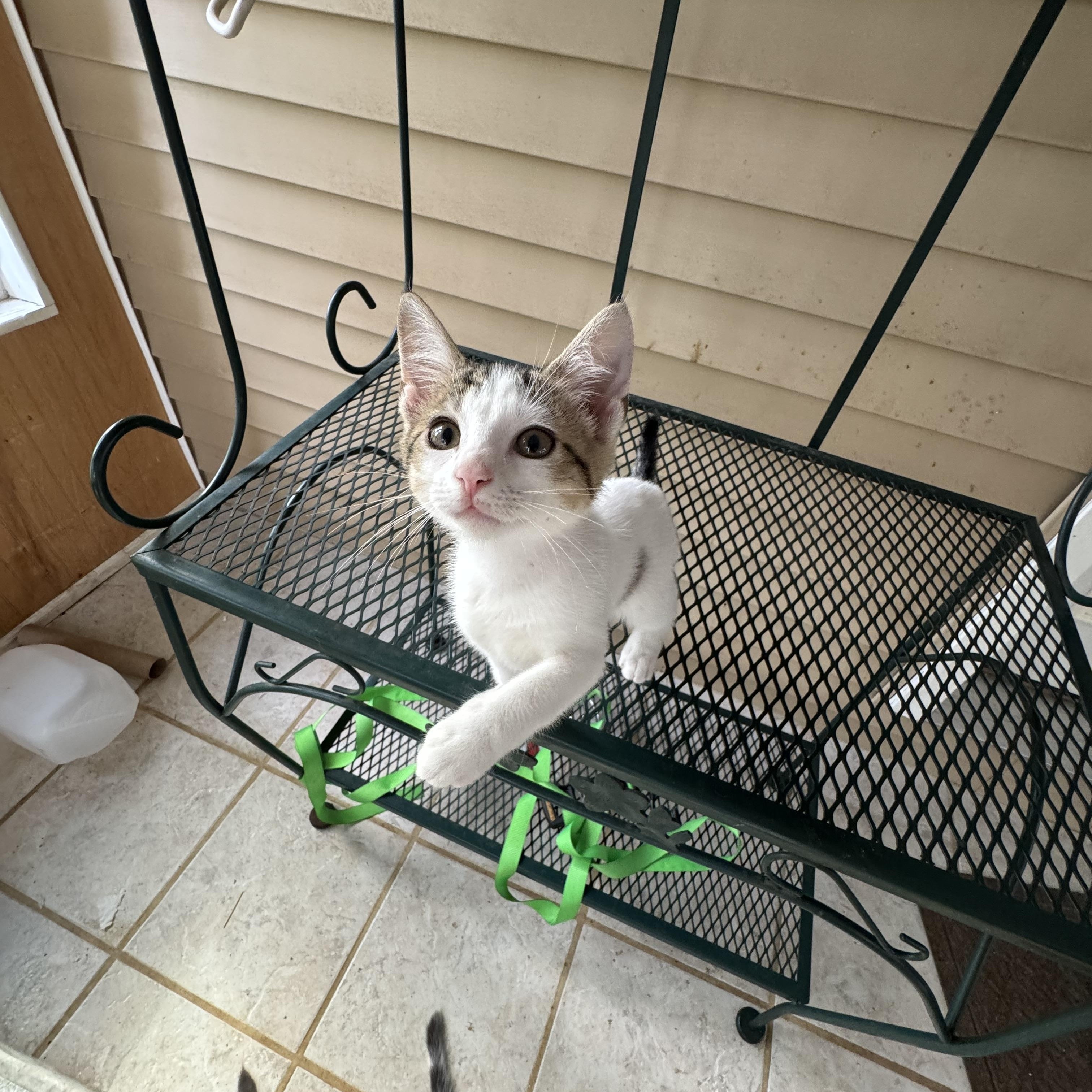 Reeses, an adopted mixed breed in Greeneville, TN image 4/4