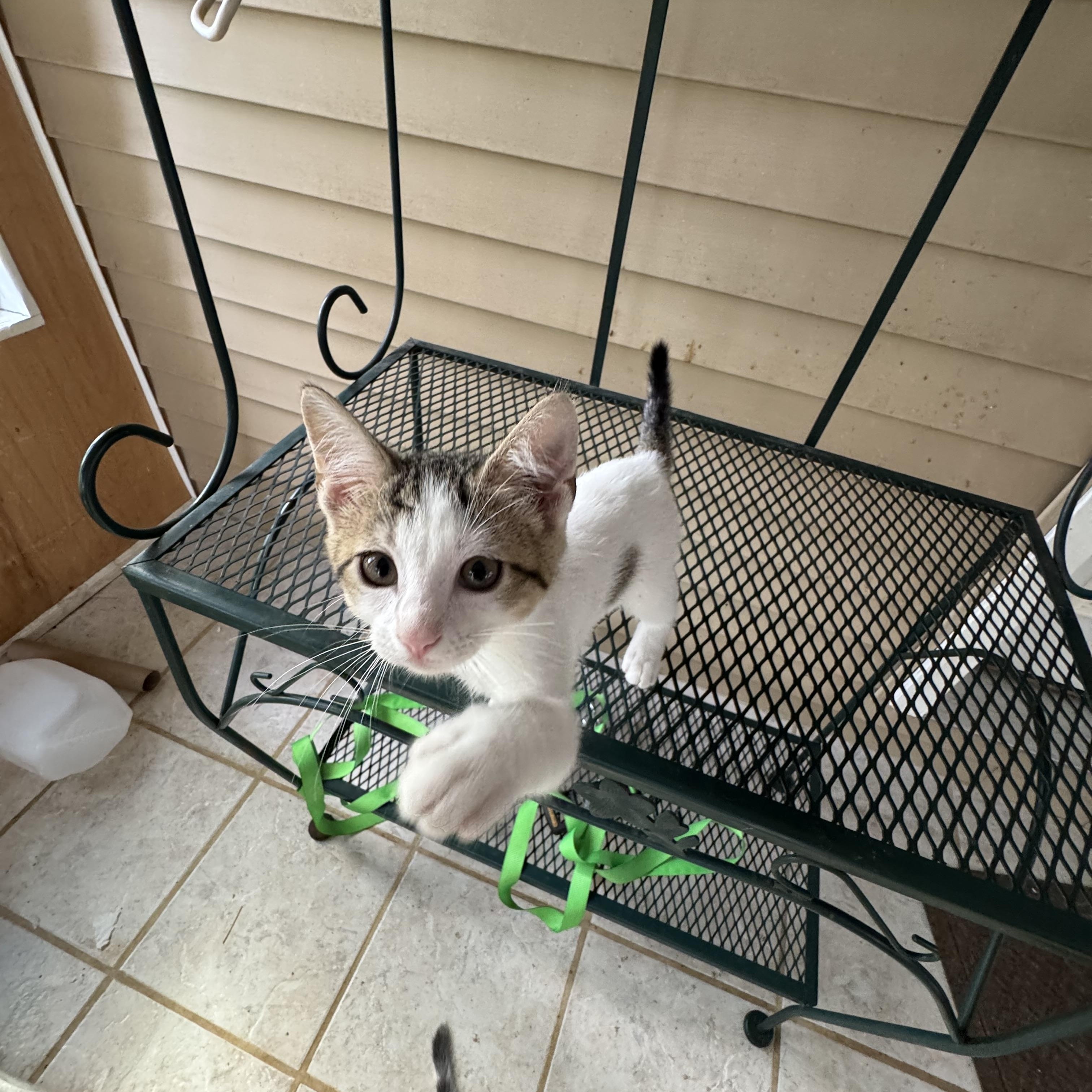 Reeses, adopted, Kitten Male American Shorthair.