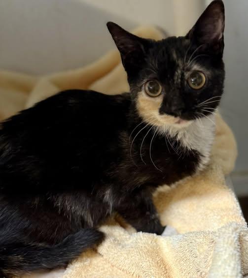 Enlarge Kali, a Adoptable Calico in Bolivia, NC image 1/1
