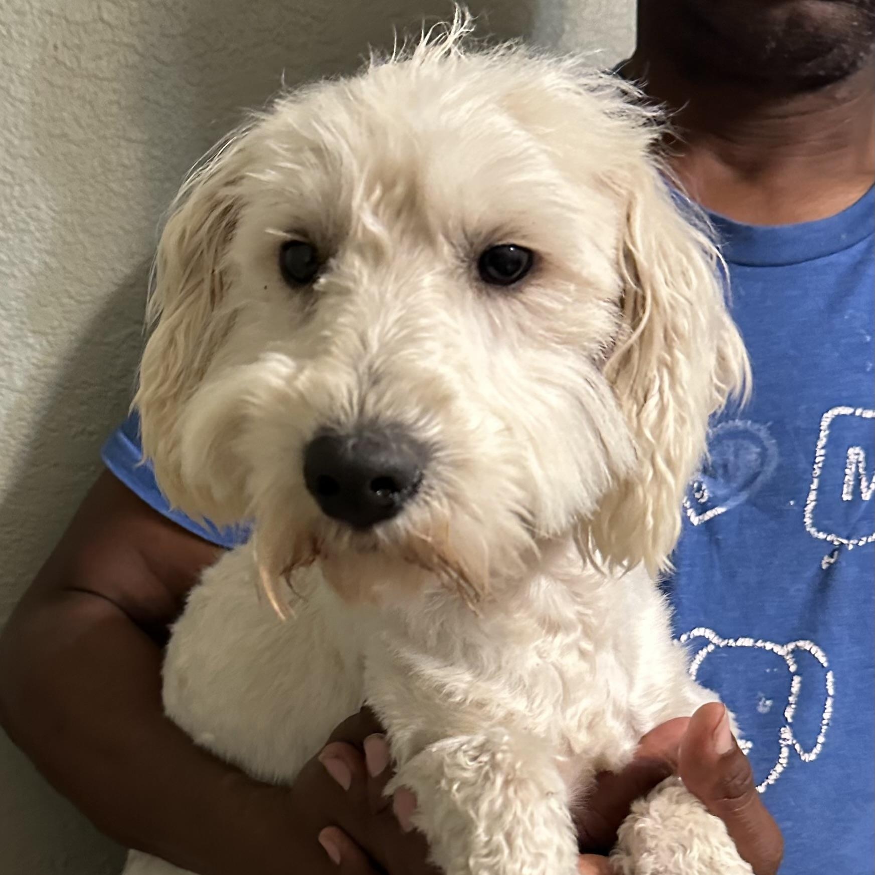 Enlarge Carson - Local April 10-12, an adopted mixed breed in Westerly, RI image 3/6