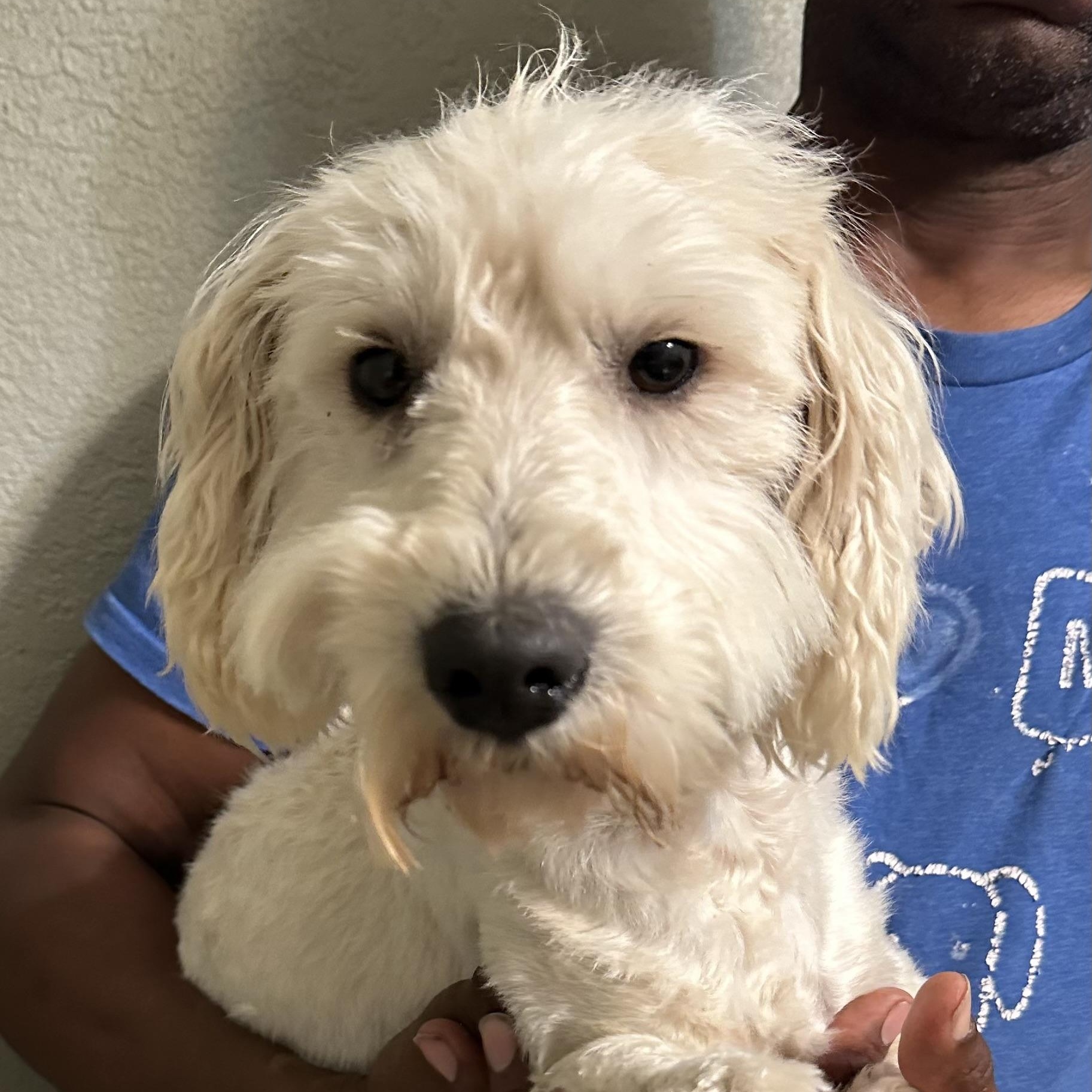 Enlarge Carson - Local April 10-12, an adopted mixed breed in Westerly, RI image 4/6