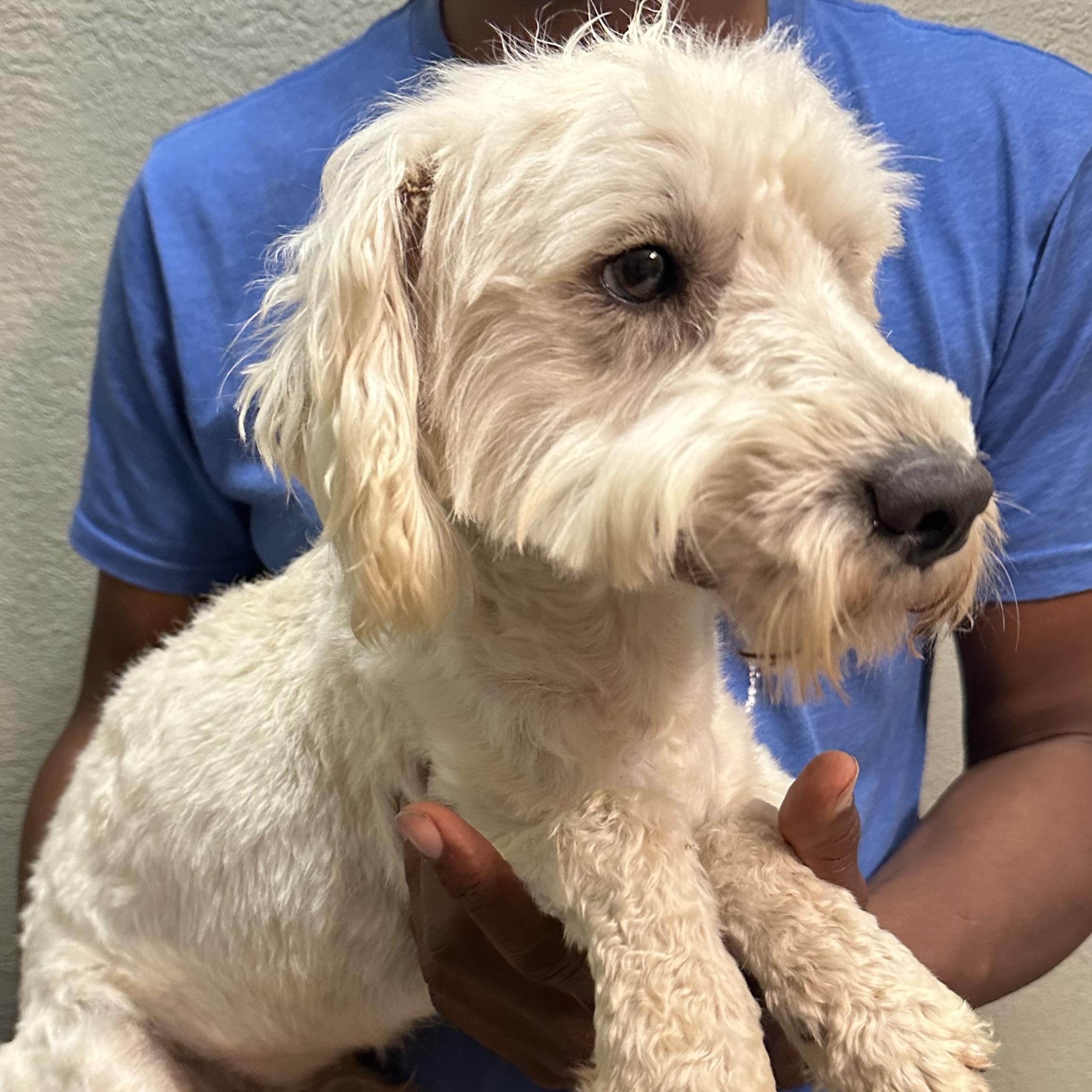 Enlarge Carson - Local April 10-12, an adopted mixed breed in Westerly, RI image 2/6