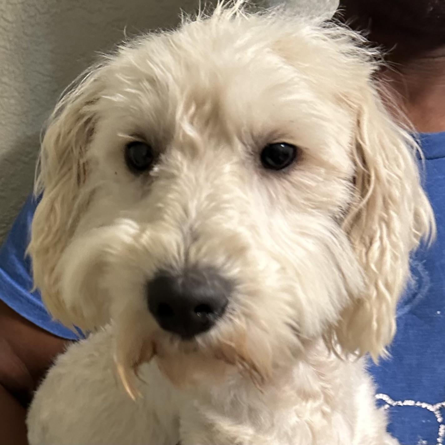 Enlarge Carson - Local April 10-12, an adopted mixed breed in Westerly, RI image 1/6